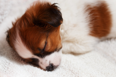 Cute puppy sleeping on carpet. Horizontal photo.の写真素材