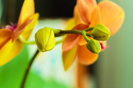Close-up of beautiful vibrant orange orchidの写真素材