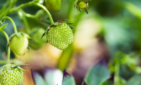 Unripe strawberry in garden during summerの写真素材