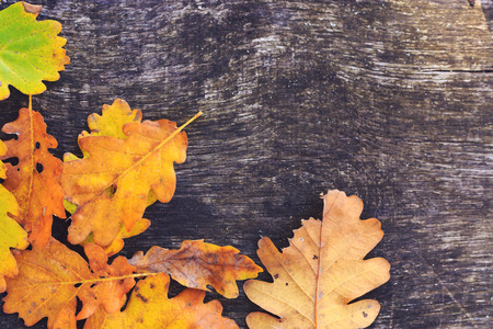 Colorful autumn oak leaves and on wooden background