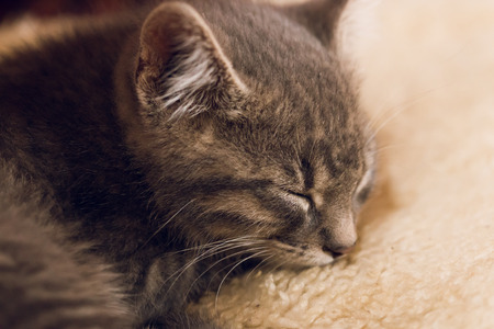 Sleeping little cute catの写真素材