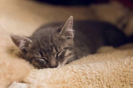 Sleeping little cute catの写真素材