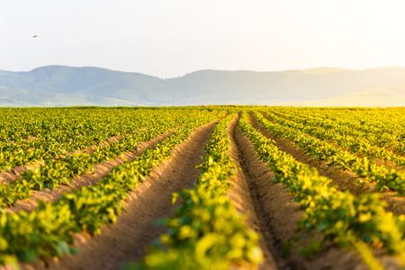 Agricultural field with growing potatoes at sunsetの写真素材