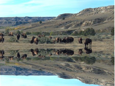 Buffalo grazing near  mirror lakeの写真素材