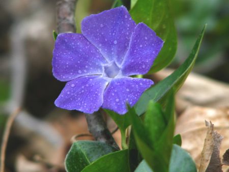 Vinca major flower against leafy backgroundの写真素材
