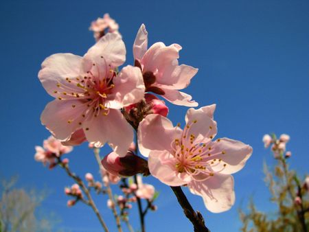 pink peach blossoms against clear blue skyの写真素材