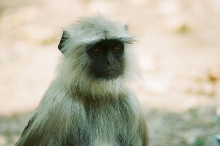 HANUMAN LANGUR.の写真素材