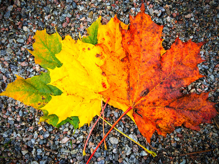 Fall color maple leaves closeup