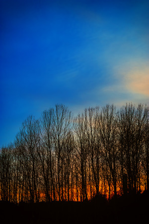 Sunset behind naked aspen trees in Sweden during autumn/winterの写真素材