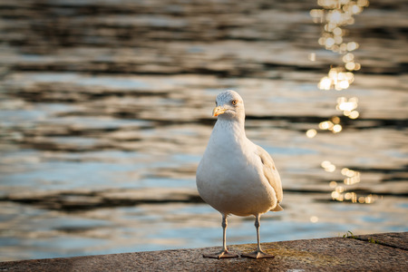 Gull by water\'s edge in evening lightの写真素材