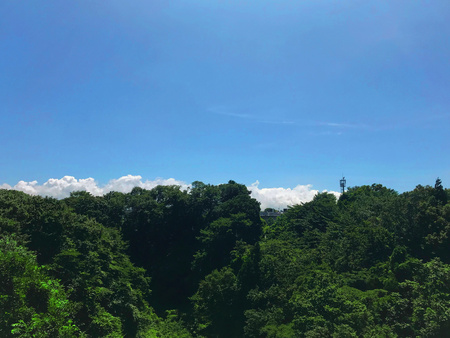 Blue Sky with forest treesの写真素材