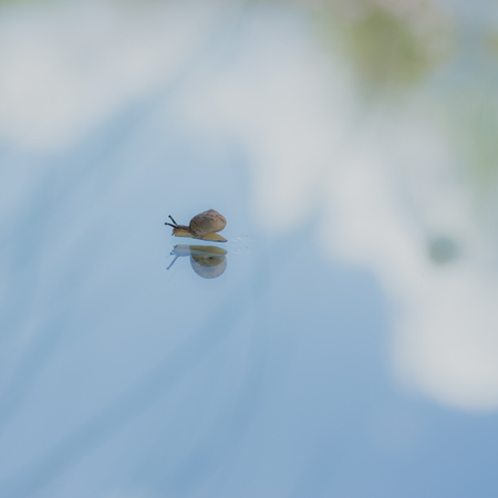 snailの写真素材