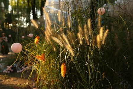 autumn Grassの写真素材