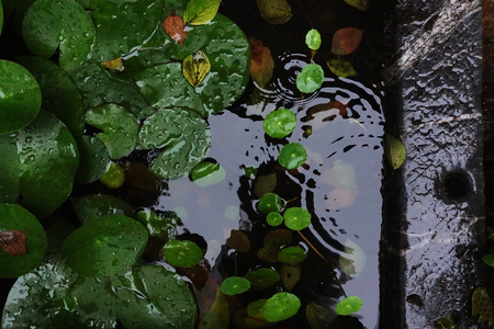 Green leaves in waterの写真素材