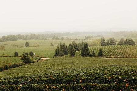 grassfieldの写真素材