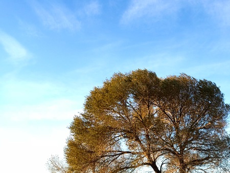 Tree in autumn