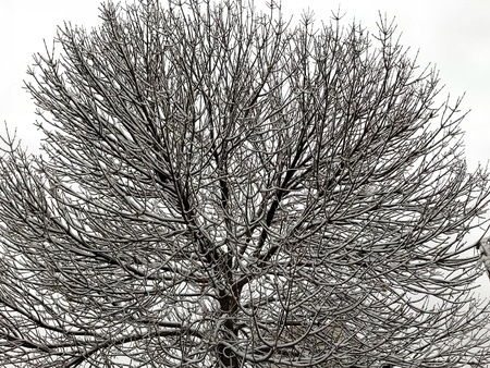 Tree in the snowの写真素材