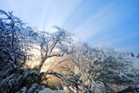 Winter sunrise