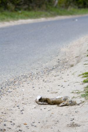 road kill from a car! rabbit dead on the side of the roadの写真素材