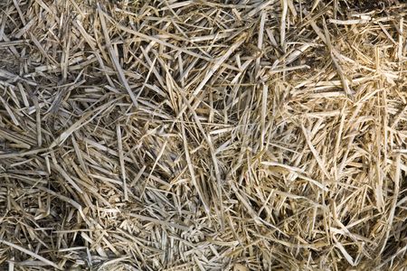 looking down from about at texture and color of hay which fills the frame, background image