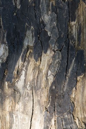 close up detail image looking at shape and texture in nature