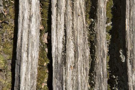 close up detail image looking at shape and texture in natureの写真素材