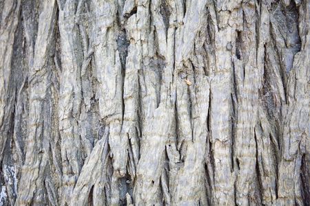close up detail image looking at shape and texture in natureの写真素材
