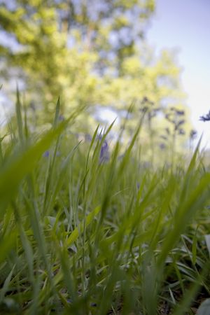view point on the ground looking up at green grass out of focus trees and sky in the background ants point of viewの写真素材