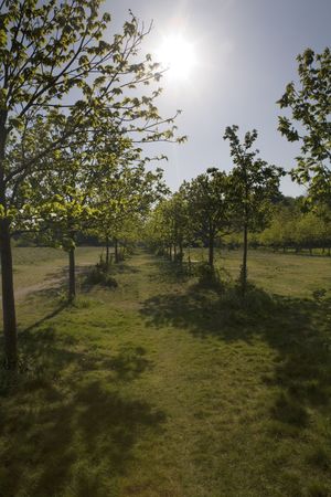 landscape image looking at texture and shape shot in woods with trees all aroundの写真素材