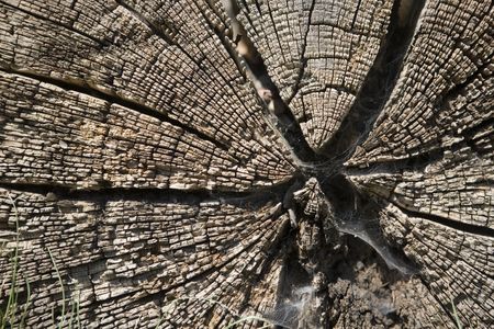 close up detail image looking at shape and texture in natureの写真素材