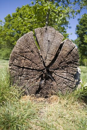 close up detail image looking at shape and texture in natureの写真素材