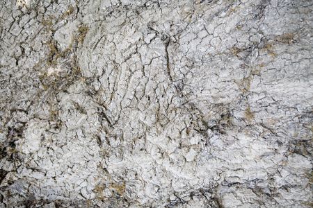 close up detail image looking at shape and texture in natureの写真素材