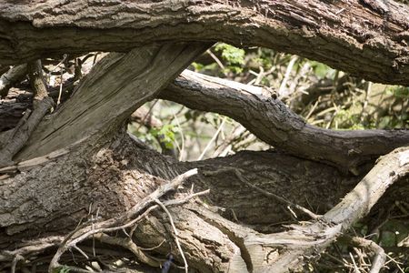close up detail image looking at shape and texture in natureの写真素材