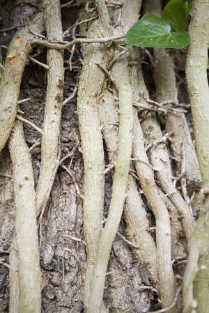 close up detail image looking at shape and texture in natureの写真素材
