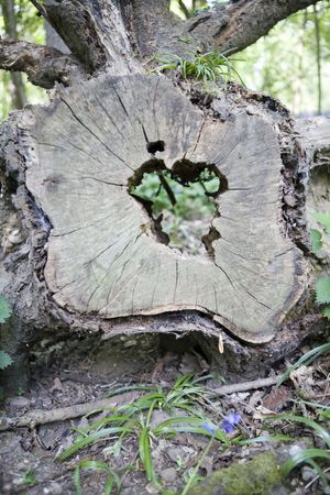 close up detail image looking at shape and texture in natureの写真素材
