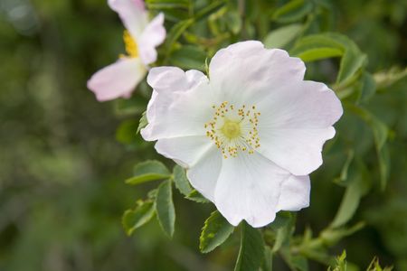 close up detail imageof garden flower looking at shape and texture in natureの写真素材