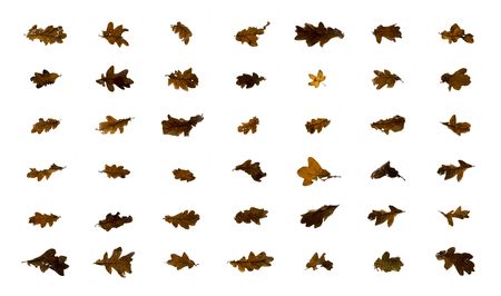 leaves on a white back ground arrange in linesの写真素材