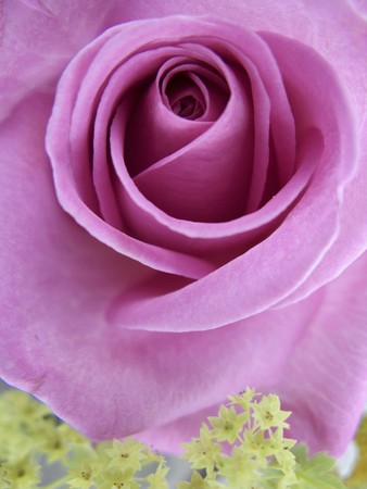 close up detail image of a single roseの写真素材