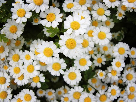 many flowers close up in a gardenの写真素材