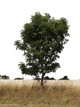 single green tree on white background ready for a cut outの写真素材