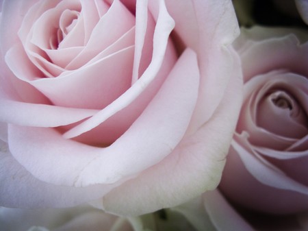 close up detail image of flowerの写真素材