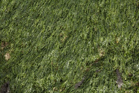 back ground image of a stone wall by the sea side with marine lifeの写真素材