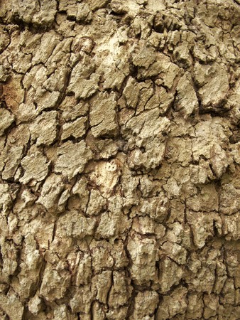 wood texture backgroundの写真素材