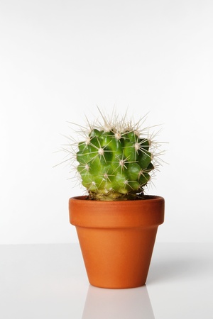 small cactus plant in ceramic potの写真素材