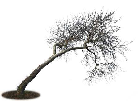 single tree isolated on white backgroundの写真素材