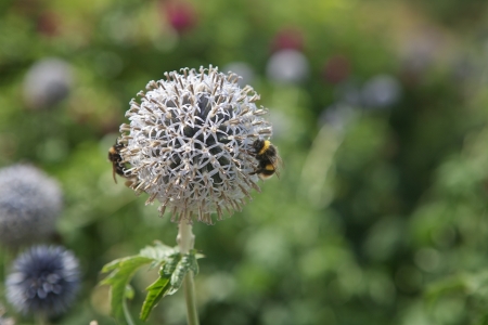bumble bees on the flowering plantの写真素材