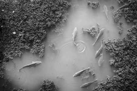 Fish swimming in a pond shot from aboveの写真素材