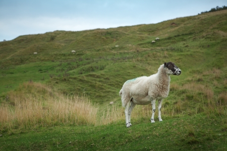 Sheep grazing on a hillside, Englandの写真素材