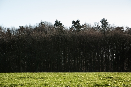 landscape image of a line of trees and grass