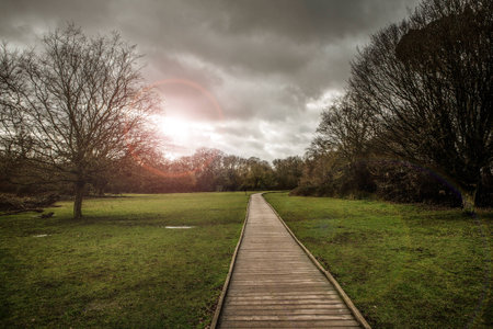 Narrow wooden walkway along heading of into a forest の写真素材